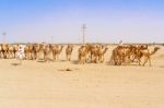 Herd Of Camels In Sudan Stock Photo