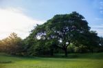 Tree With Blue Sky Stock Photo