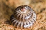 Millipede In Defensive Position Stock Photo