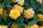 Close-up Of The Kerria Japonica Pleniflora Shrub Stock Photo