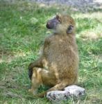 Isolated Photo Of A Funny Baboon Looking Aside Stock Photo