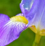 Iris Flower Stock Photo