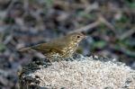 Song Thrush Stock Photo