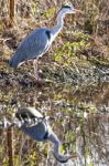 The Grey Heron Stock Photo