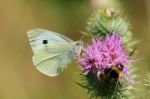 Cabbage White Butterfly Stock Photo