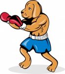 Boxer Dog With Gloves Stock Photo