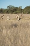 Kangaroos In The Countryside Stock Photo