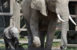 African Elephant (loxodonta) Stock Photo