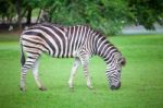 Grazing Zebra Stock Photo