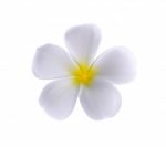 Frangipani Or Plumeria Isolated On The White Background Stock Photo