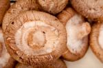 Shiitake Mushrooms Stock Photo