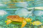 Underwater World In The Reef Near Caye Caulker In Belize Stock Photo