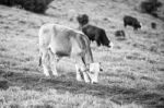 Country Cows Stock Photo