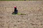 Farmer Preparing Young Cassava Plant Stock Photo