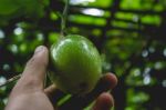 Hand Picking A Passion Fruit Stock Photo