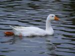 White Goose Stock Photo