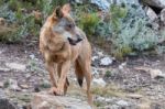 The Iberian Wolf Stock Photo