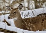 Beautiful Isolated Picture With A Sleepy Wild Deer In The Snowy Forest Stock Photo