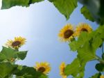 Natural Frame Of Sunflowers Stock Photo