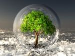 Tree In Bubble Stock Photo