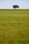 Beautiful Green Field Stock Photo