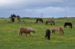 Icelandic Horses Stock Photo