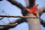 Bombax Ceiba Tree Stock Photo