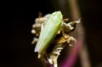 Leafhopper (zygina Nivea) Stock Photo