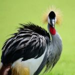 Grey Crowned Crane Stock Photo