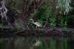 Purple Heron (ardea Purpurea) In The Danube Delta Stock Photo