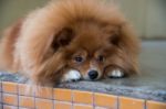 Fluffy Brown Dog Stock Photo