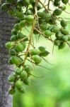 Betel Nut Stock Photo