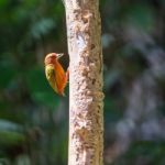 Rufous Piculet Stock Photo