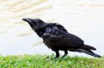 Black Crow Bird Standing On Green Grass Field Stock Photo