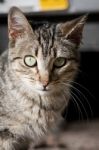 Domestic Cat Stock Photo