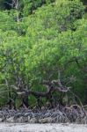 Mangrove Forest Stock Photo