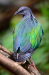 Nicobar Pigeon Stock Photo