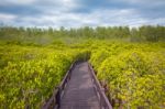 Walkway In Forest Stock Photo