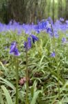 Sussex Bluebells Stock Photo