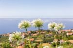 Group Of White Agapanthus Near Village And Sea Stock Photo