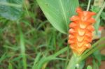 Orange  Siam Tulip Flower Or Curcuma Flower Stock Photo