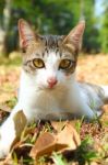 Cat Lying On Grass Stock Photo