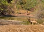 Deer In Forest Stock Photo