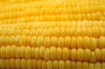 Corn Stock Photo