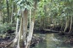 Mangrove Forests In Krabi ,thailand Stock Photo