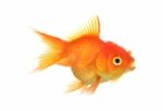 Gold Fish Isolation On The White Stock Photo