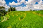 Rice Fields In Bali Island, Indonesia Stock Photo