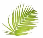 Palm Leaf Isolated On White Background Stock Photo