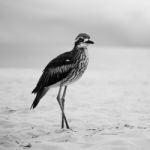 Bush Stone-curlew Resting On The Beach Stock Photo