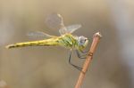 Yellow Dragon Fly Stock Photo